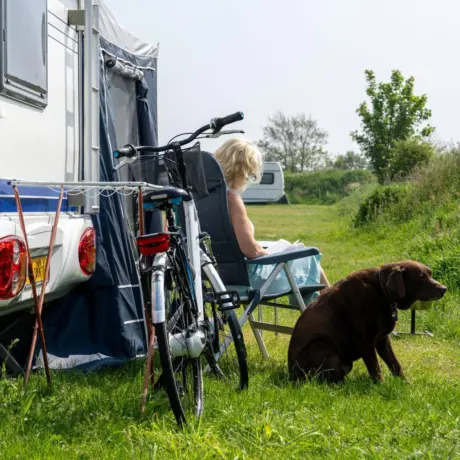 Hond camping