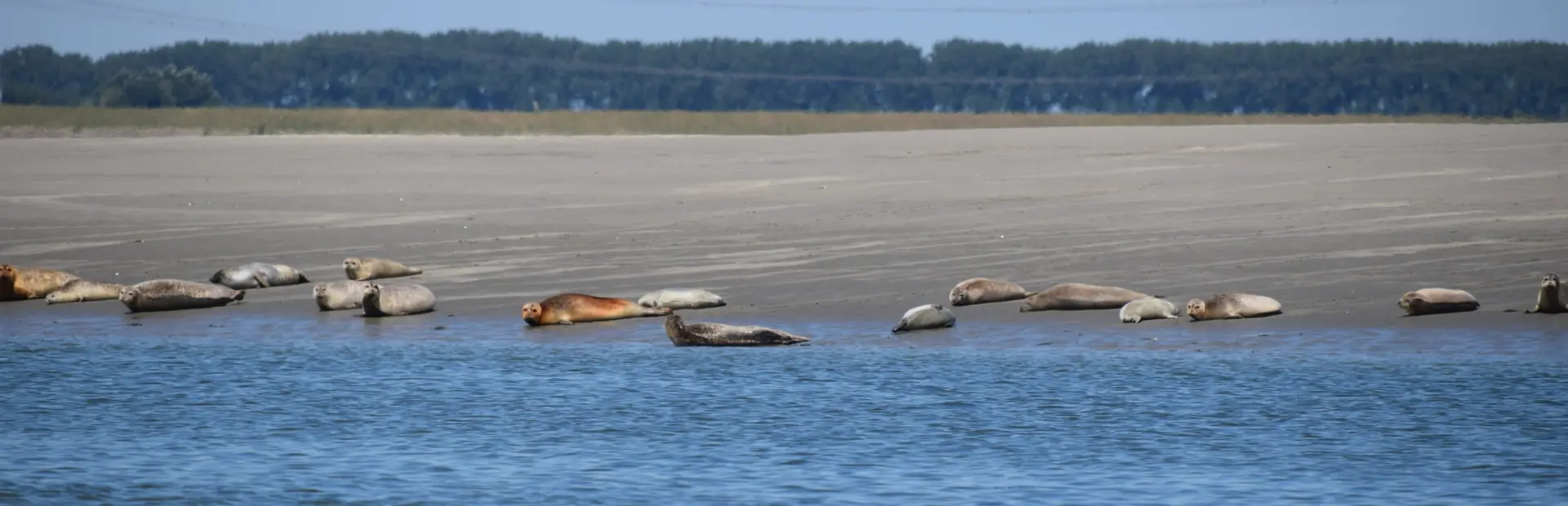 Zeehonden safari Westerschelde (321)