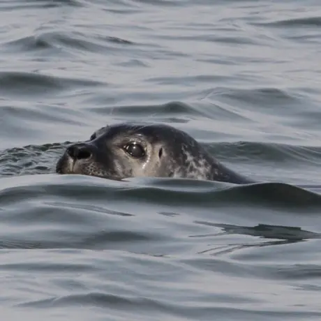 Zeehonden safari Westerschelde (290)