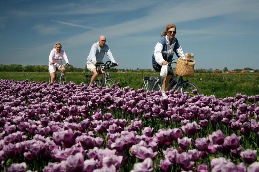 Fietsen tussen de bloembollen