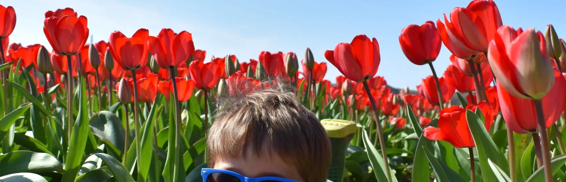 Jake in de tulpen