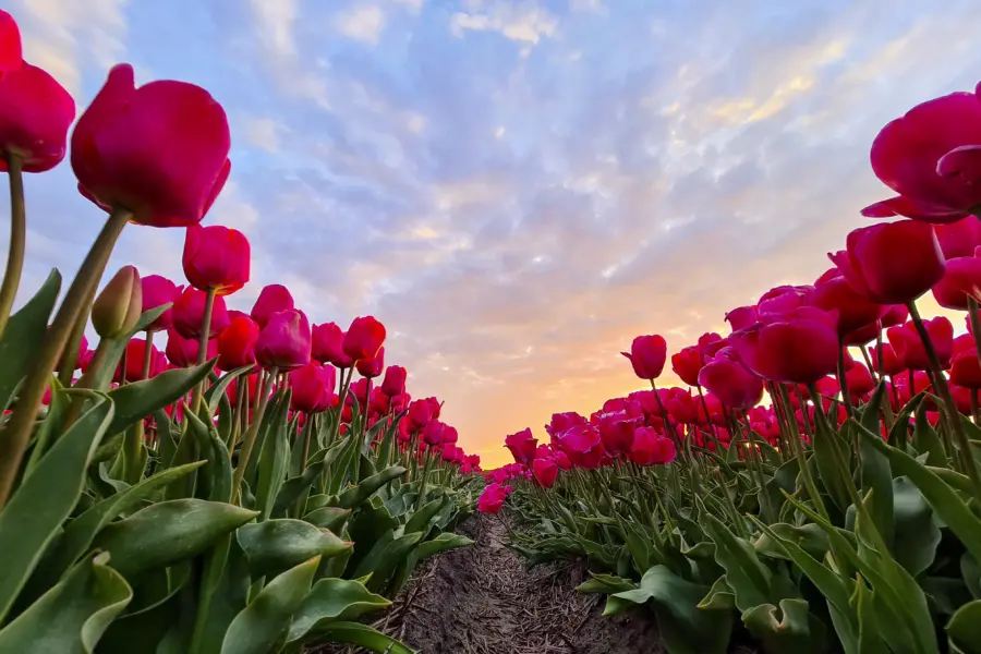 tulpen en mooie lucht