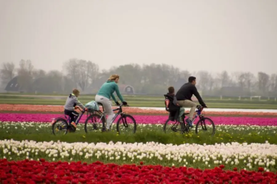 Gezin op de fiets bij de bollen