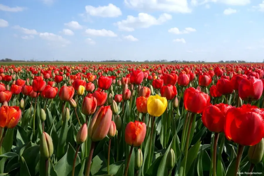 Rode tulpen 1 geel