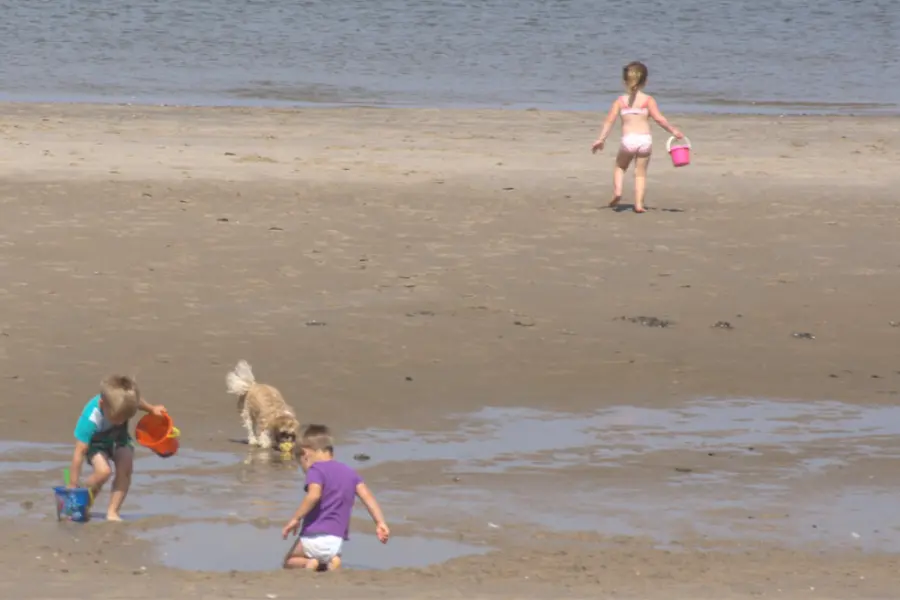 Strand sint maartenszee honden