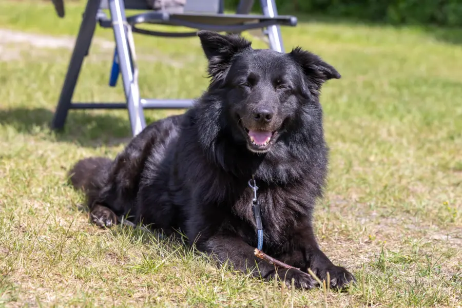 Hond 2