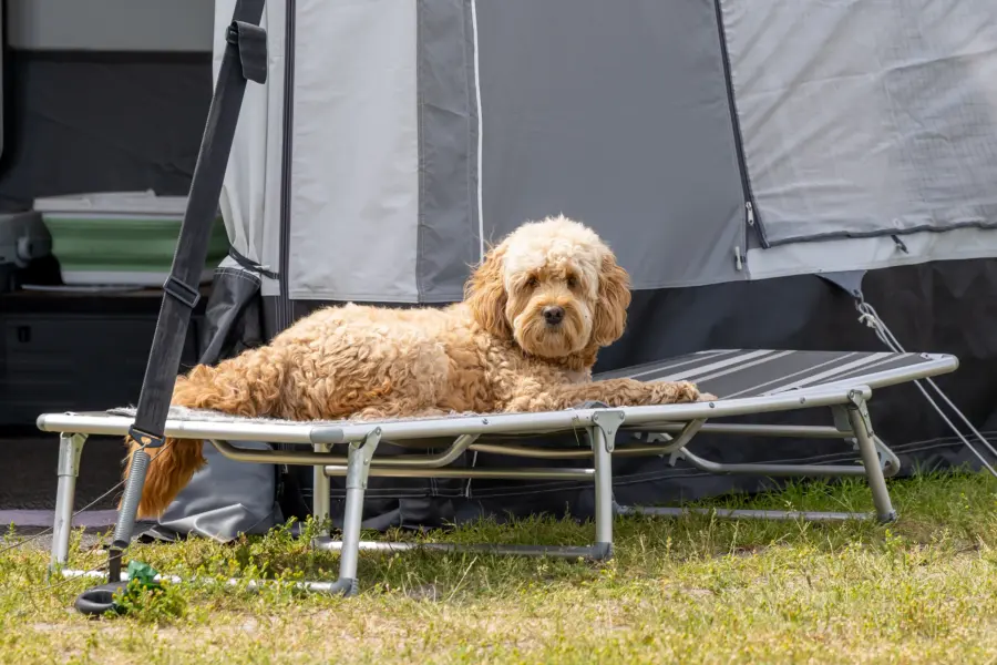 Hond
