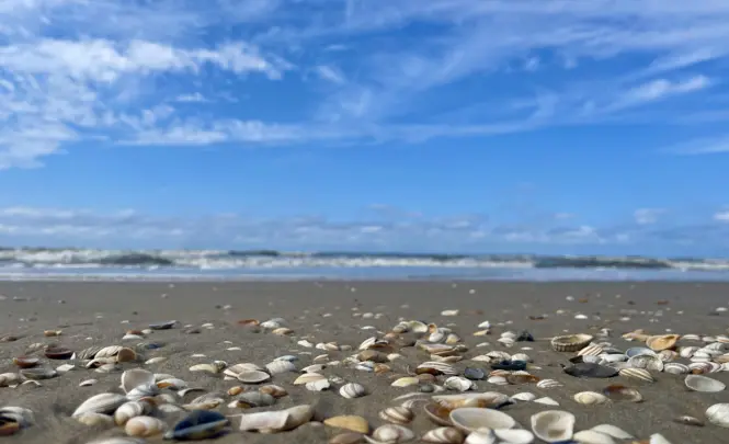 Schelpen op Strand 1