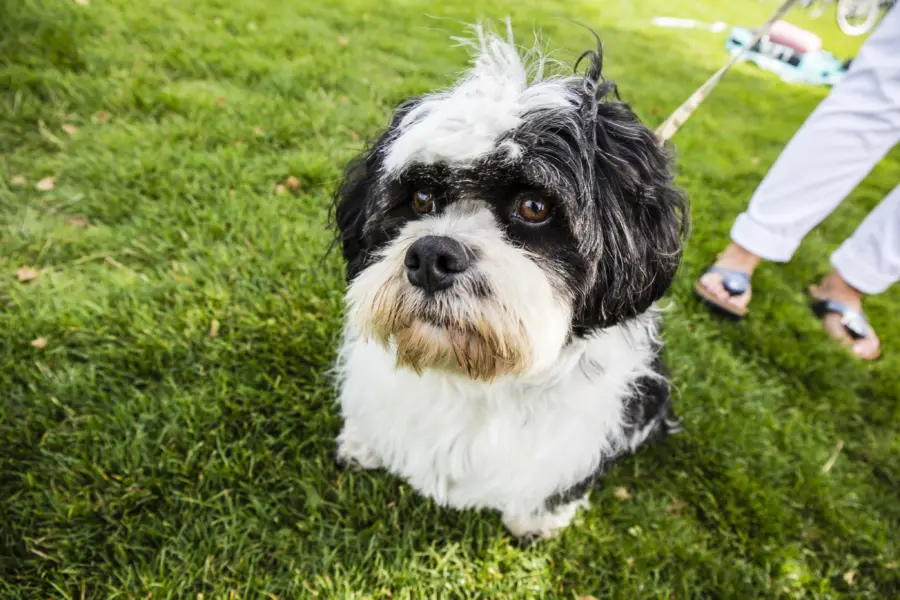 Honden toegestaan op camping it wiid
