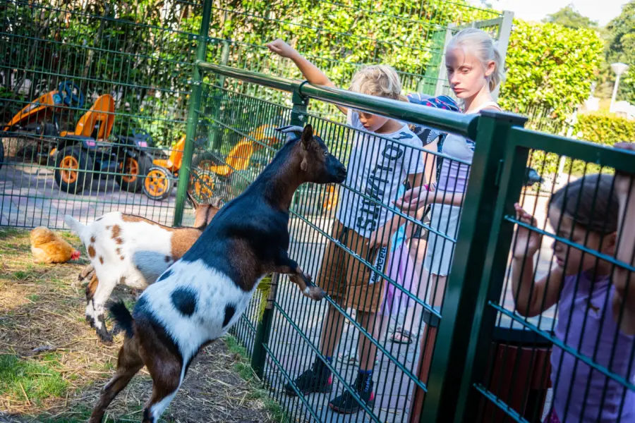 dieren voeren recreatie