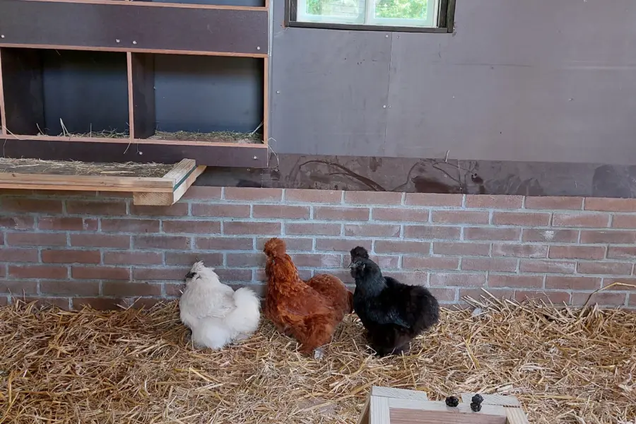 Dierenverblijf stal dieren 3