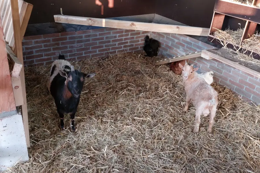 Dierenveblijf geitjes stal