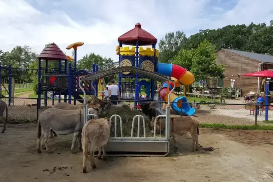 Afbeelding 2 55 1740827167