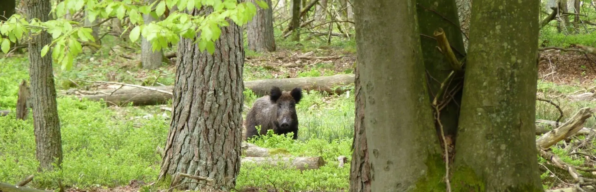 Foto gelderse streken