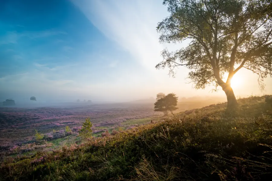 Ochtend gloren, heide, hei, Veluwe Marten Boeve Bocam Creates (4)