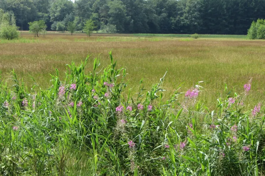 Foto Wisselse Veen