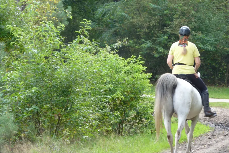 Paardrijden op de veluwe