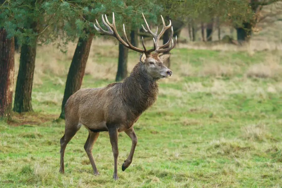ZH omgeving wild Edelhert