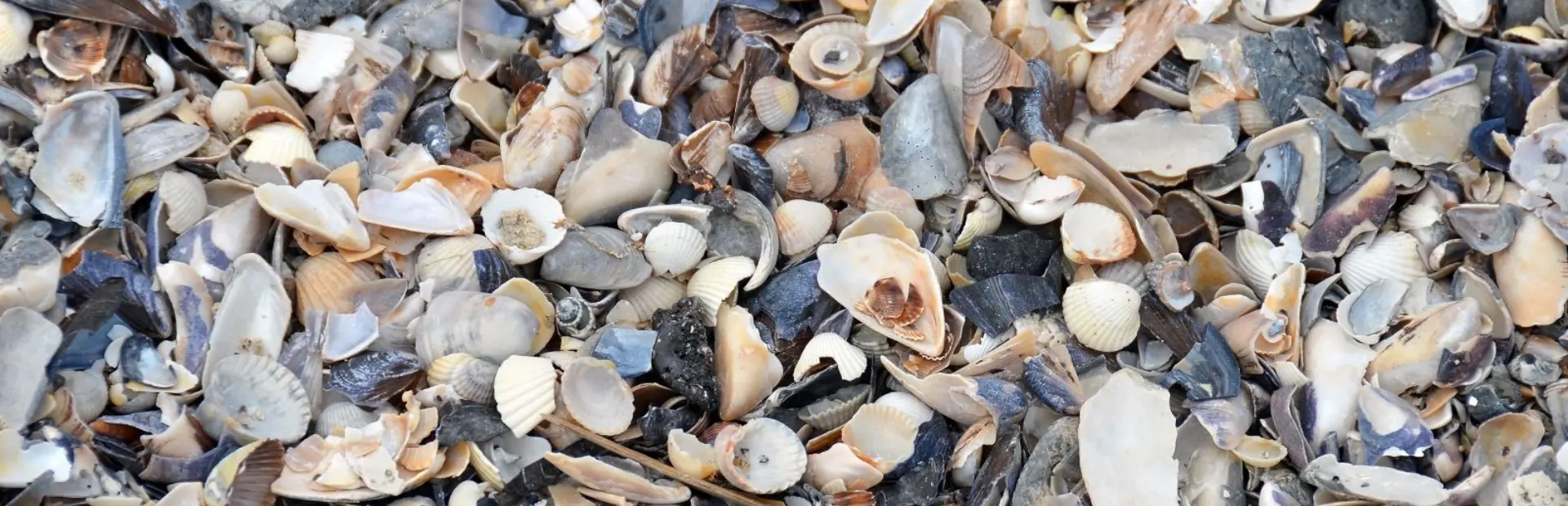 Shutterstock 1253291271