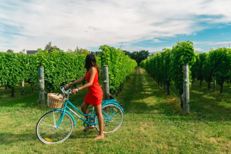 Betoverende wijngaard t biezenhof