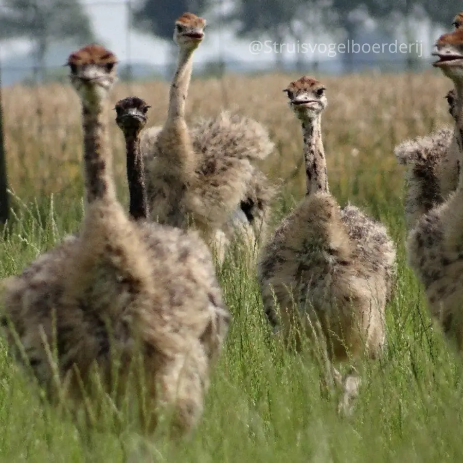 Fotos met vermelding 28facebook bericht 28vierkant 29 29 2825 29