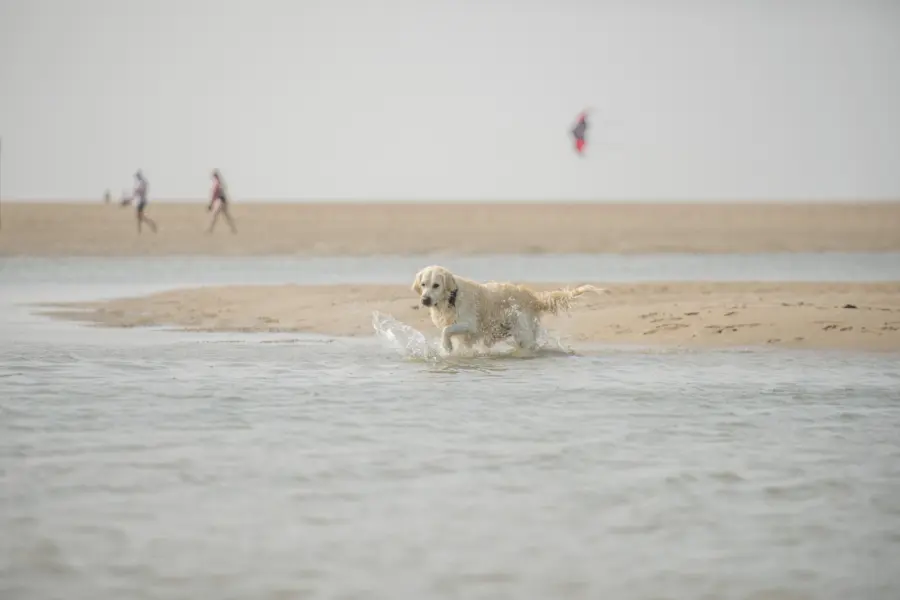 Hond loopt door het water