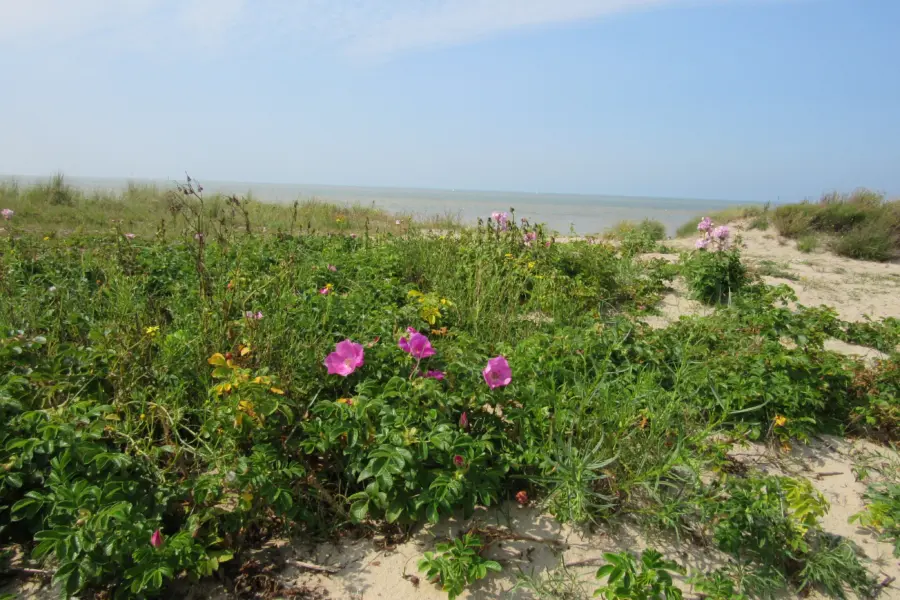 Rozenbottels in duinen