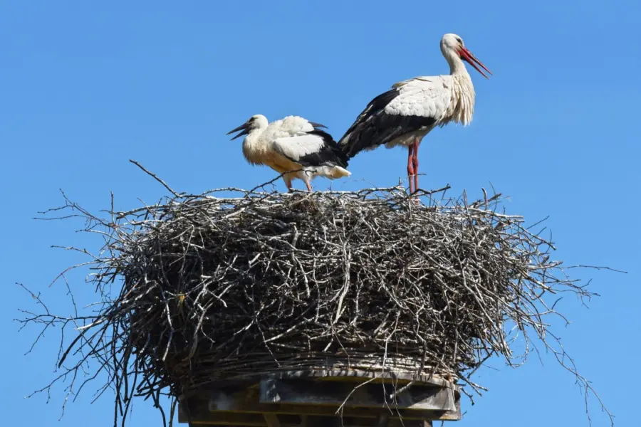 Ooievaar in het Zwin
