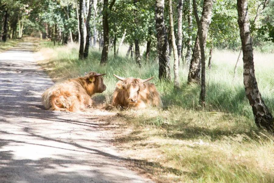 Liggende Schotse Hooglanders