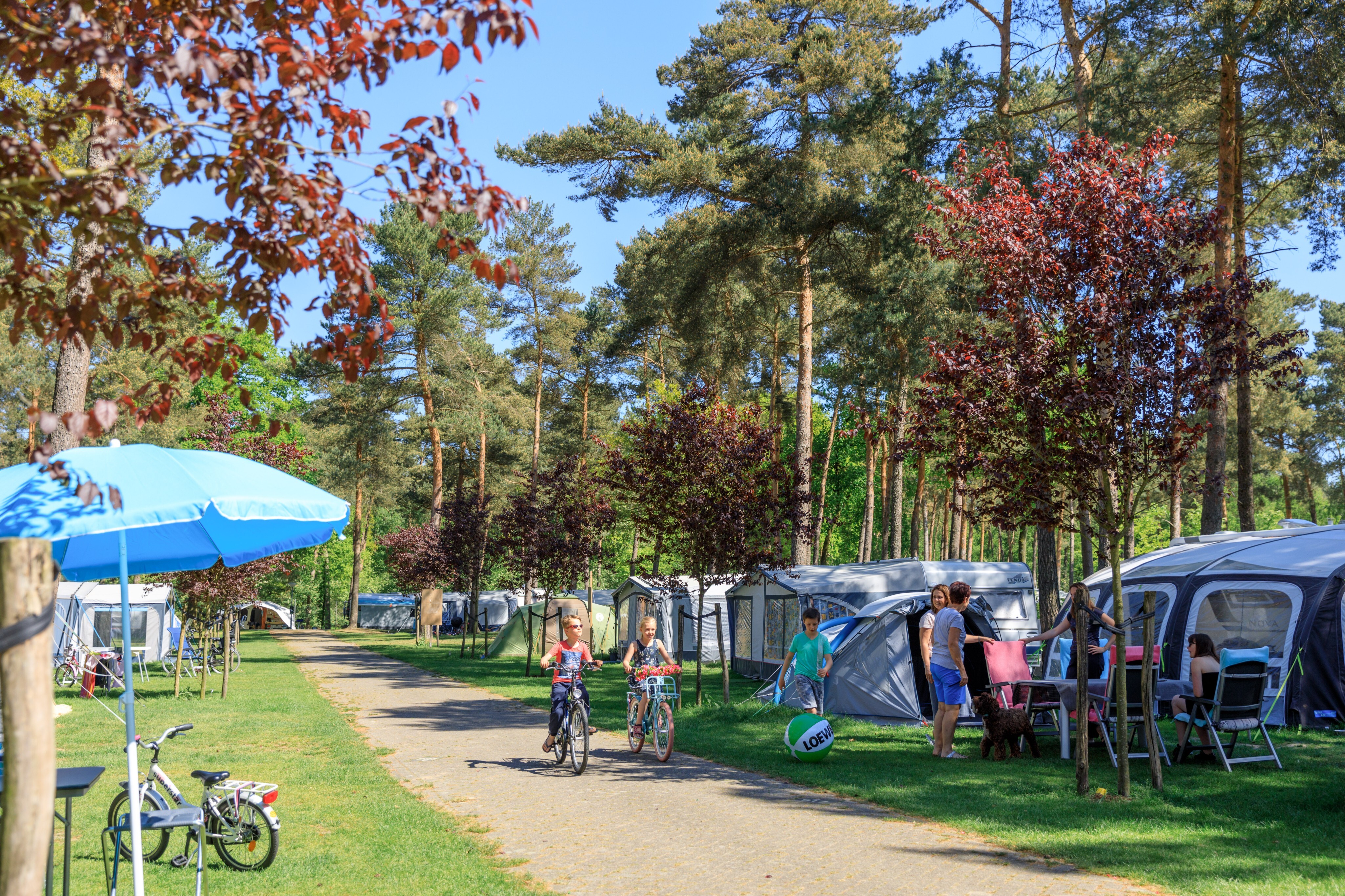 De Heldense Bossen
