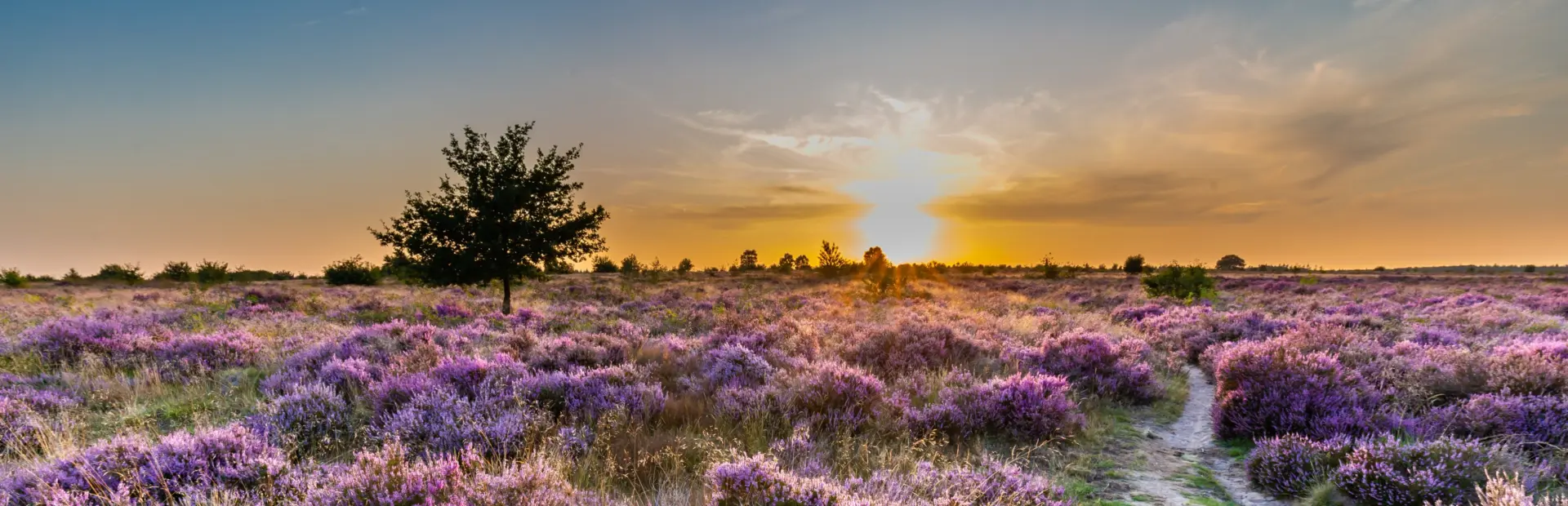 Veluwe Gelderland kamperen op de veluwe Ardoer