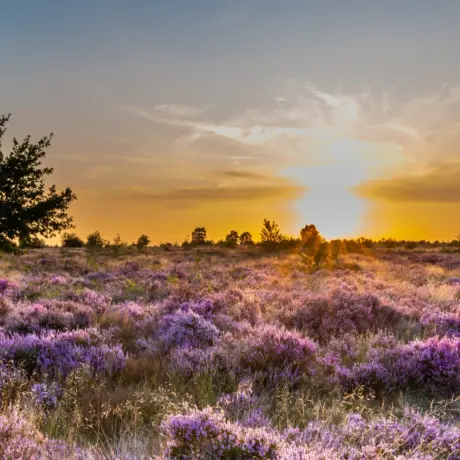 Veluwe Gelderland kamperen op de veluwe Ardoer