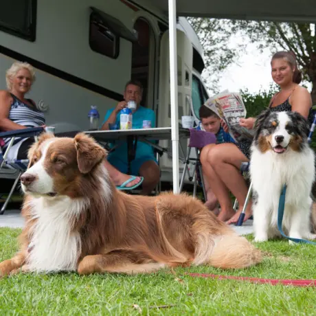 Camping Duinoord in Zeeland honden kopie