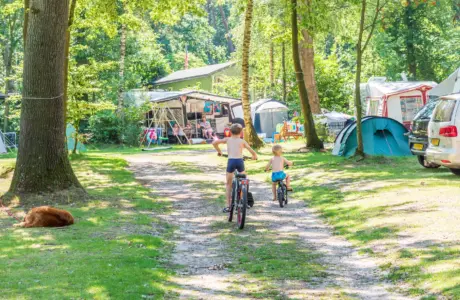 Camping Jutberg in het bos