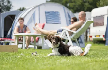 Honden - Noetselerberg - Hond voor tent