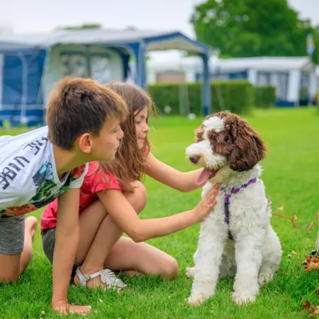 Camping met hond Scheldeoord