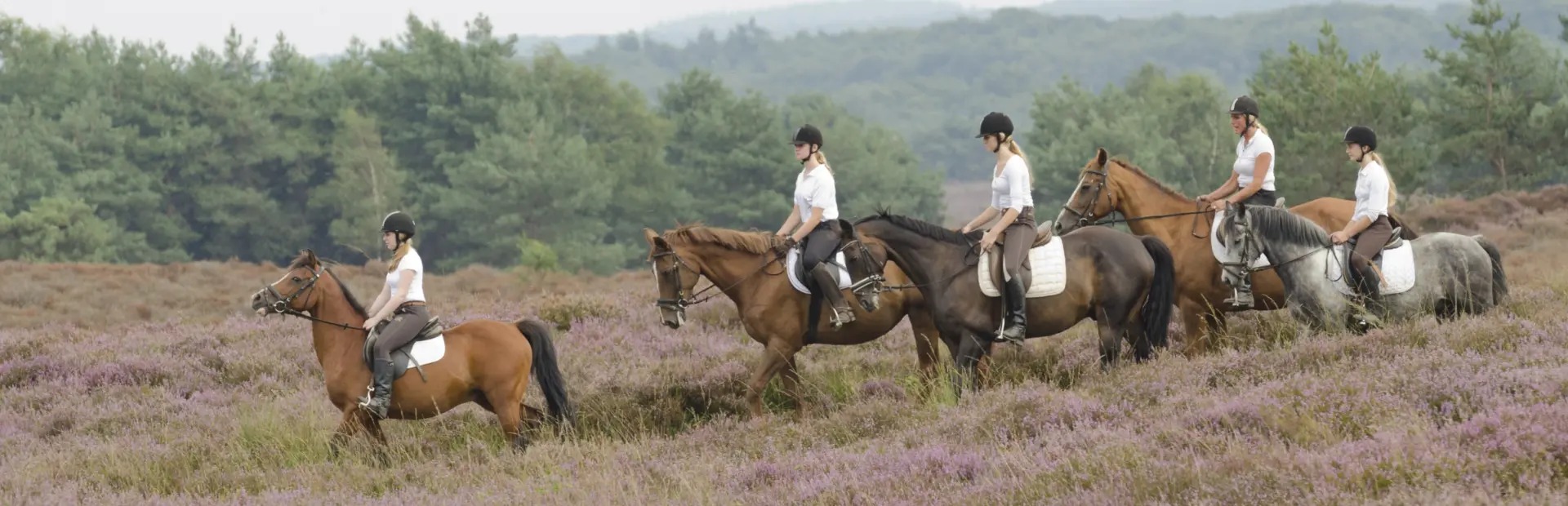 Manege - Heiderit Veluwe