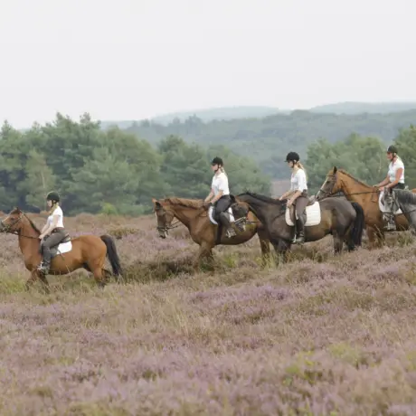 Manege - Heiderit Veluwe