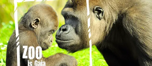 Gorilla 27s zoo is gaia 2018