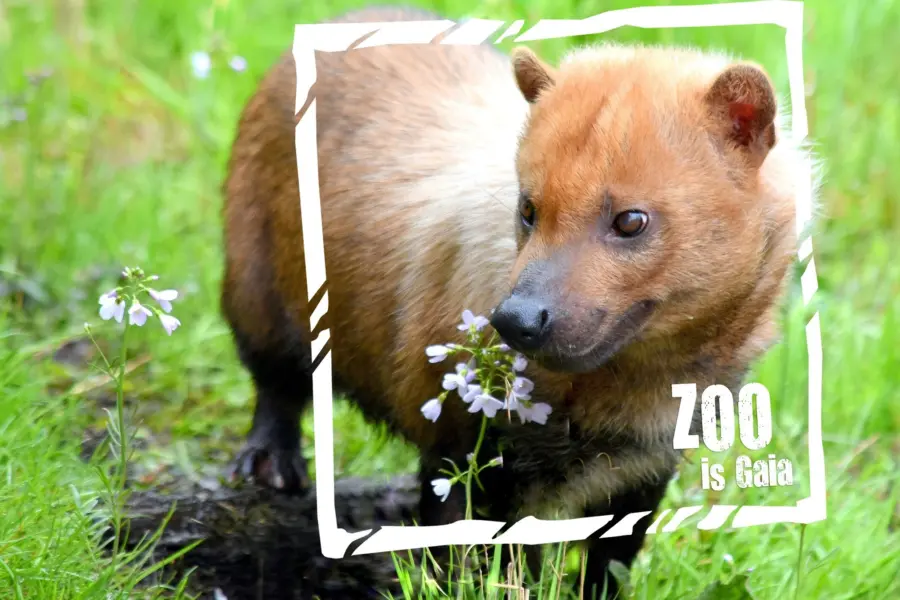 Boshond zoo is gaia 2018