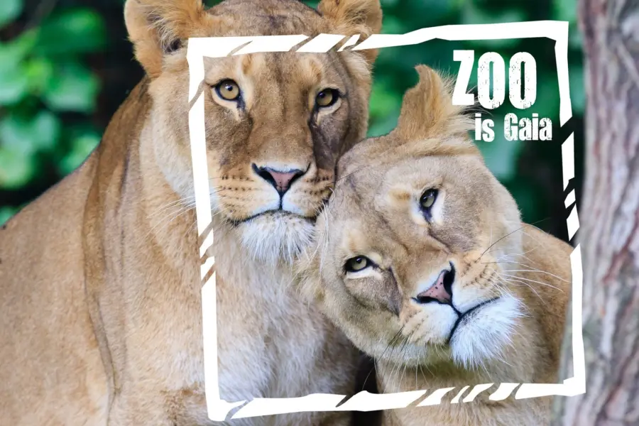 Leeuwinnen ZOO is Gaia 2018