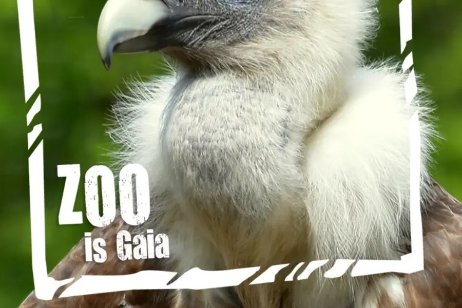 Vale gier ZOO is Gaia 2018