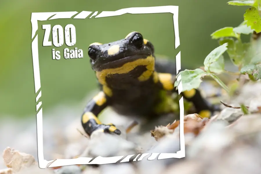 vuursalamander ZOO is gaia