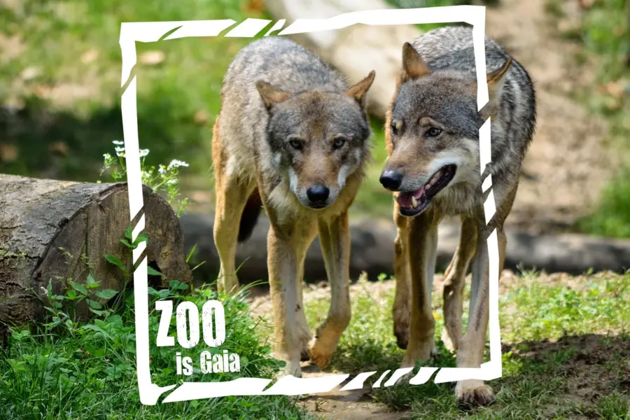 wolven ZOO is Gaia 2018