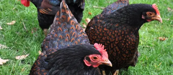 Pluimveemuseum barnevelder kriel dubbelgezoomd