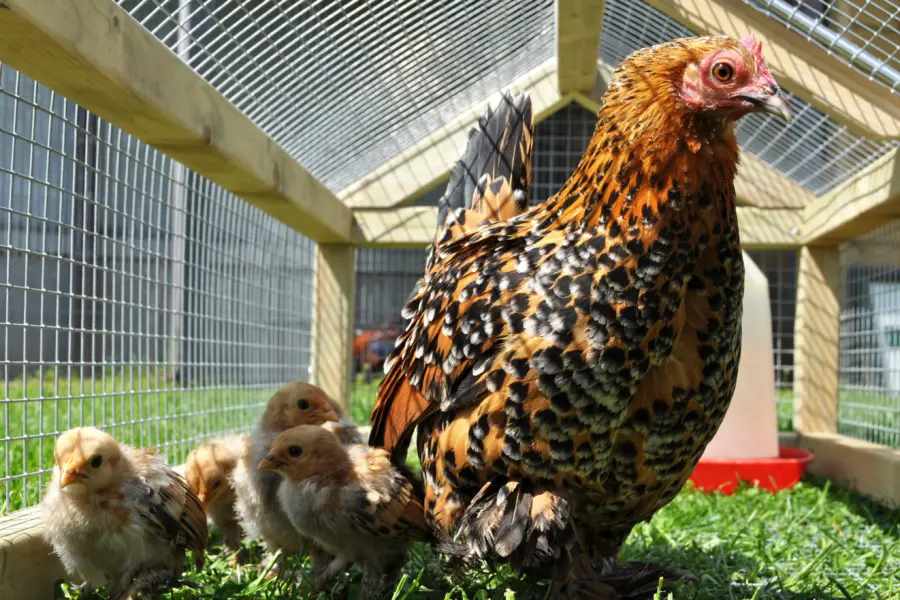 Pluimveemuseum -  Kippen - 25