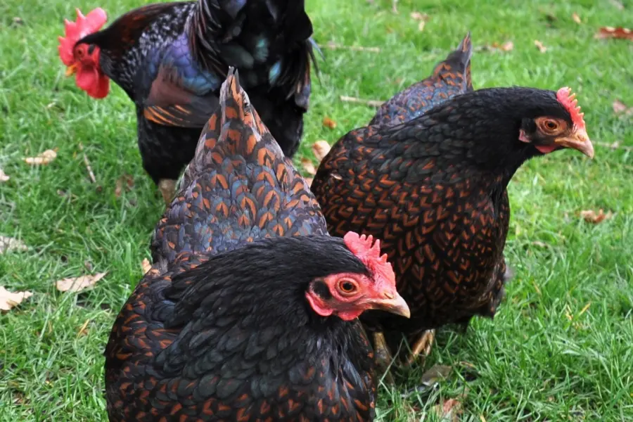 Pluimveemuseum barnevelder kriel dubbelgezoomd