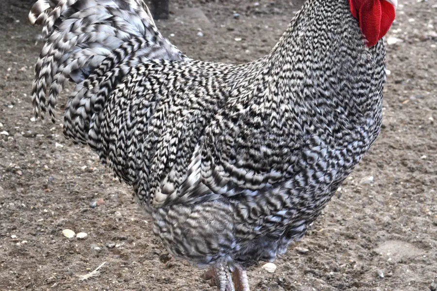 Pluimveemuseum - Kippen - 09b