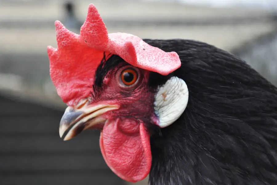 Pluimveemuseum kop leghorn wit