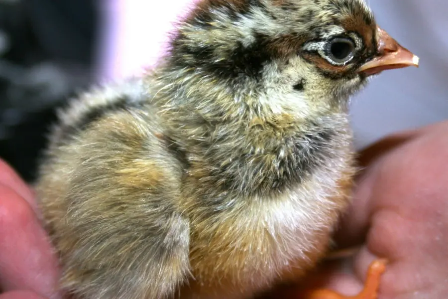 Pluimveemuseum kuikentje